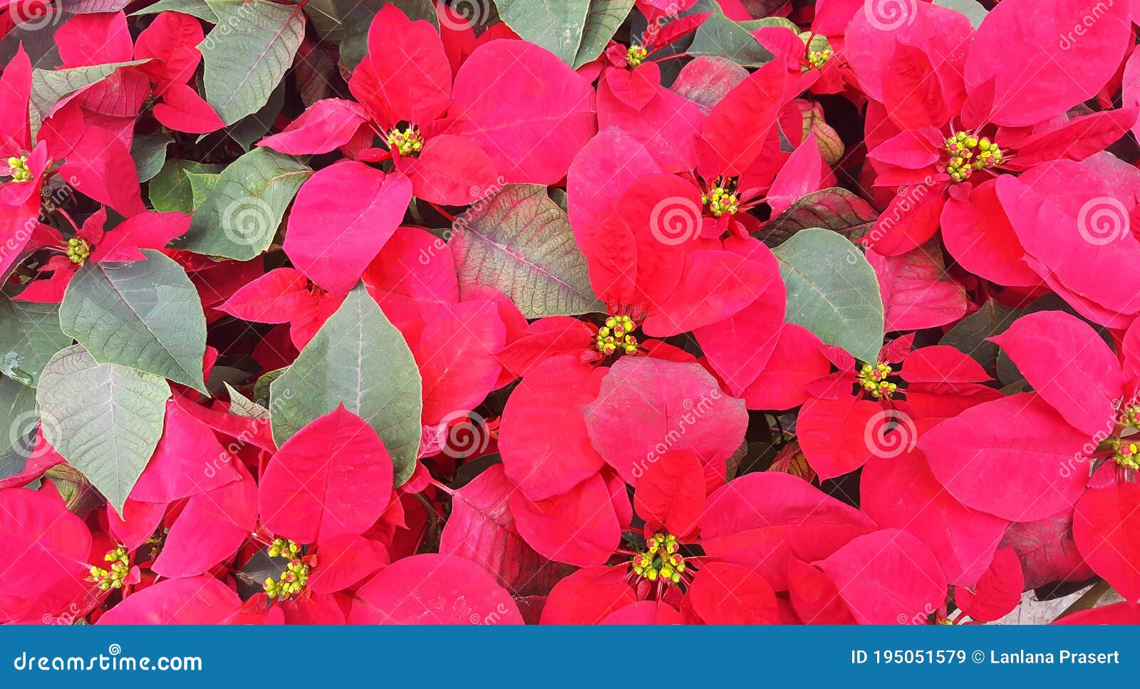 Beautiful Red Christmas Flower Poinsettia Stock Image Image Of