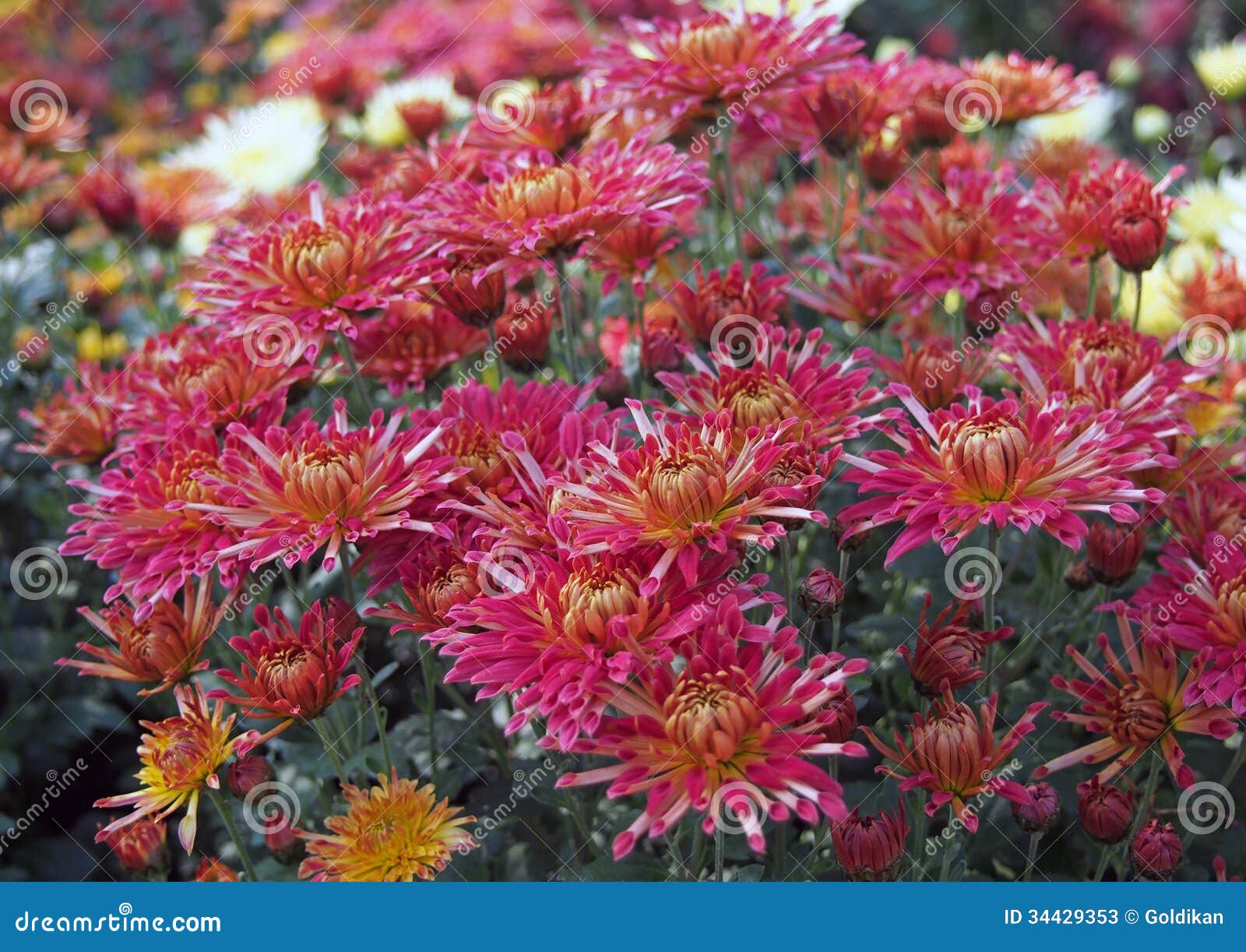 Beautiful Red Chrysanthemums Stock Image Image of collection, plant