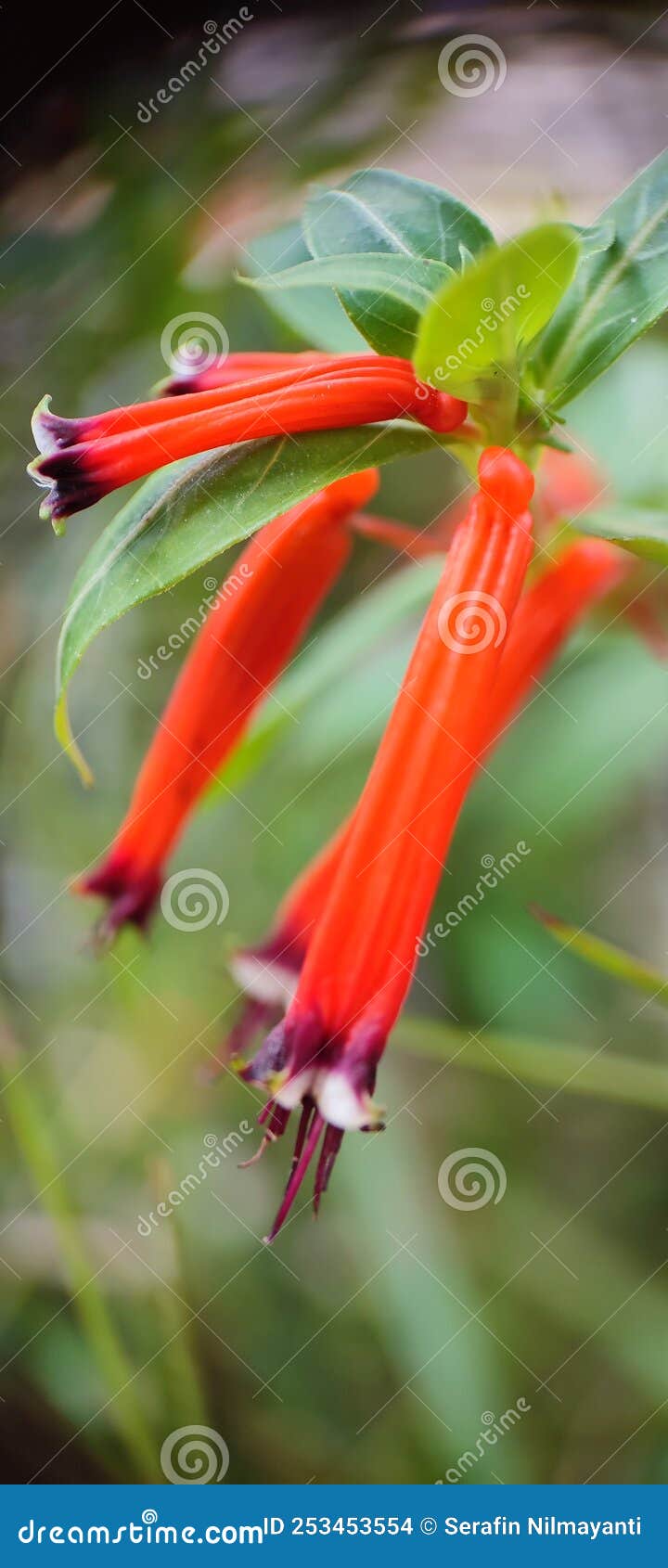 beautiful red cuphea ignea plant