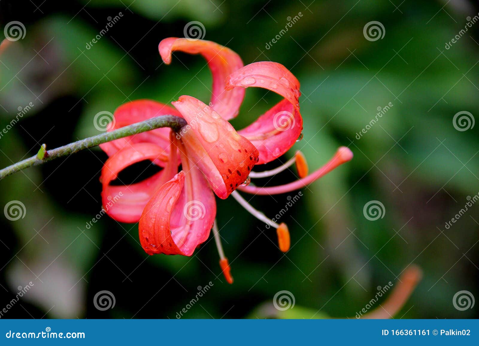 Beautiful Red Flower with Its Petals Bent Over. Stock Image Image of