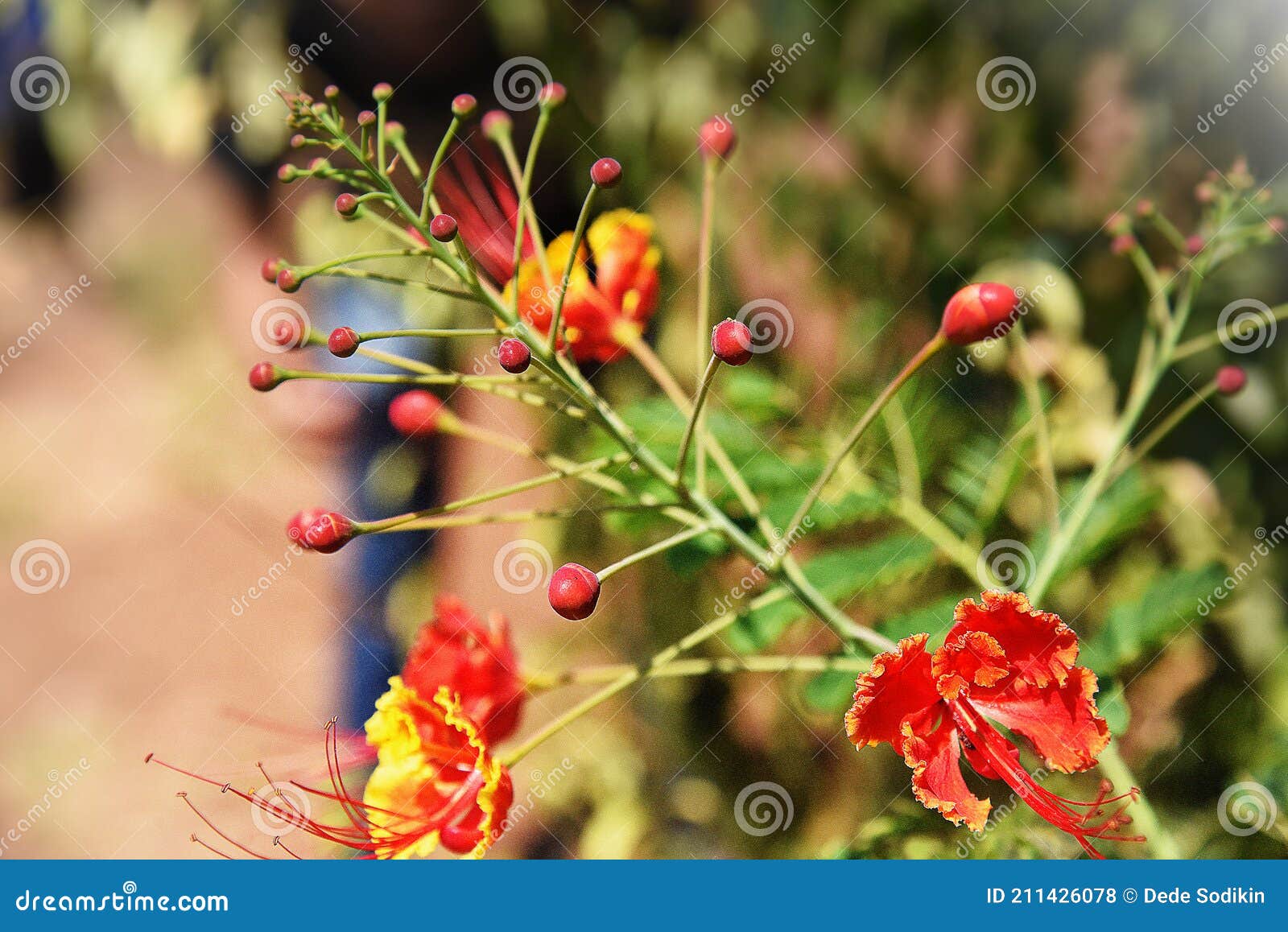 Beautiful Red Flower with Pendulum Stock Photo - Image of green, flower ...