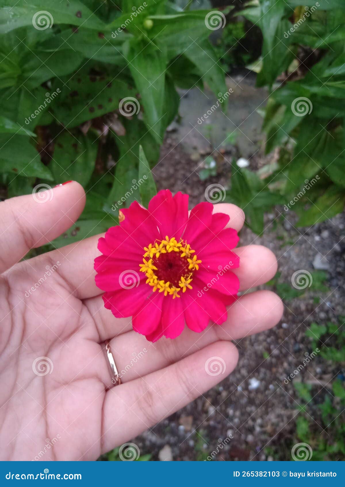 Beautiful Red Flower for You Stock Image Image of pink, leaf 265382103