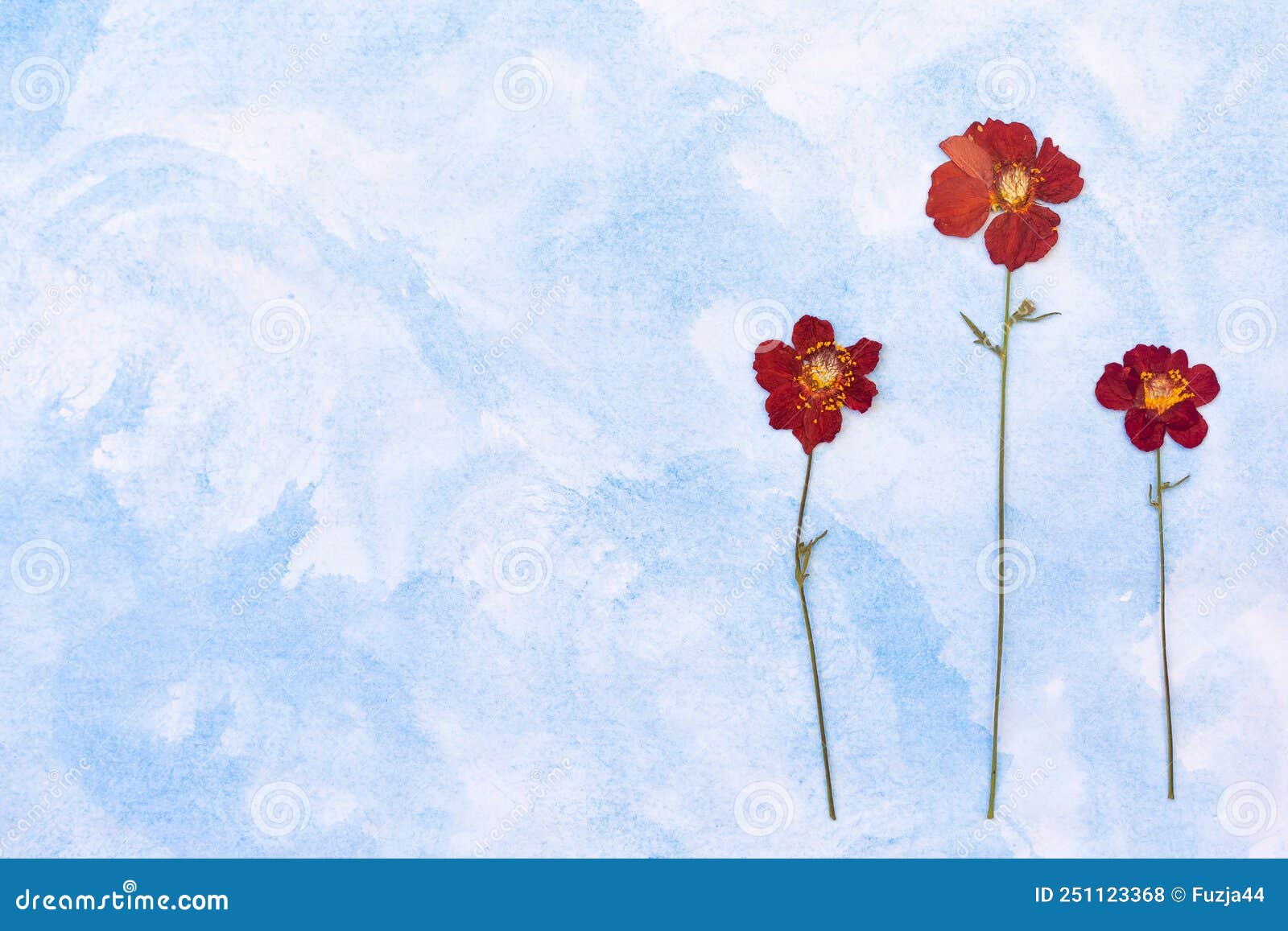 beautiful red flowers on the blue background top view. flat lay style.