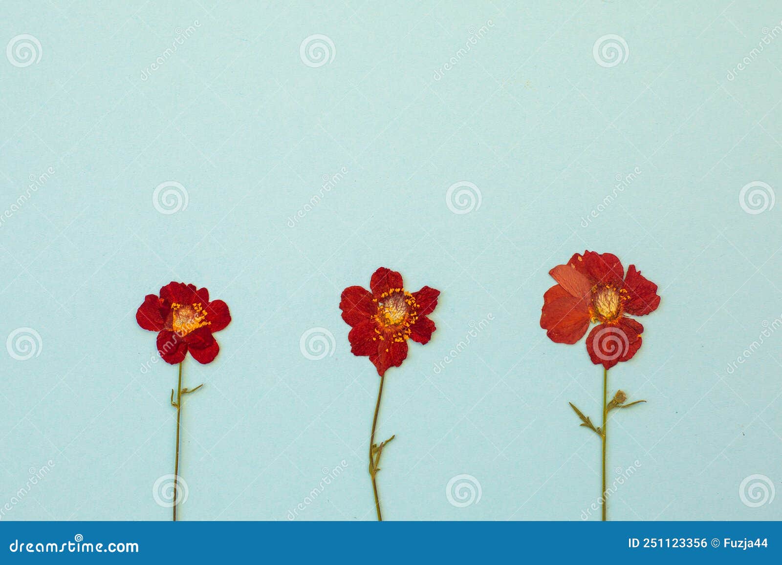 beautiful red flowers on blue background top view. flat lay style.