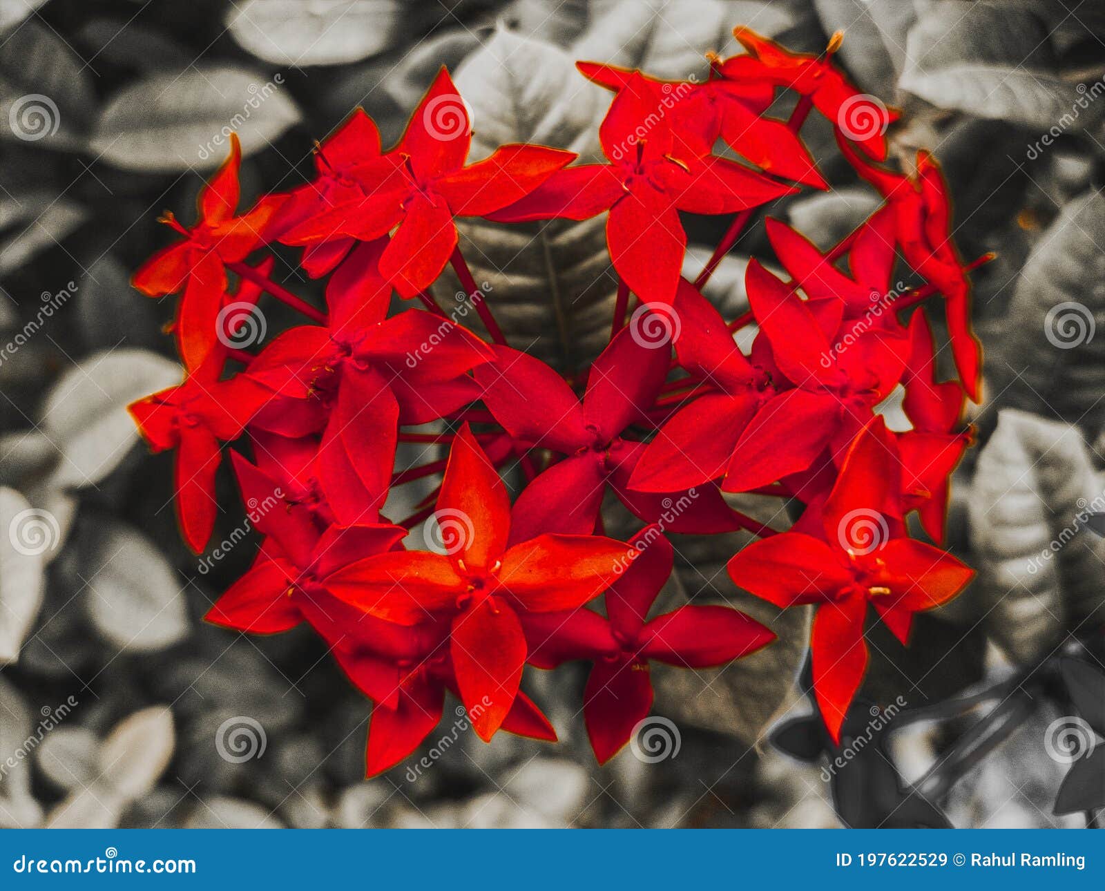 beautiful red flowers macro photograpy