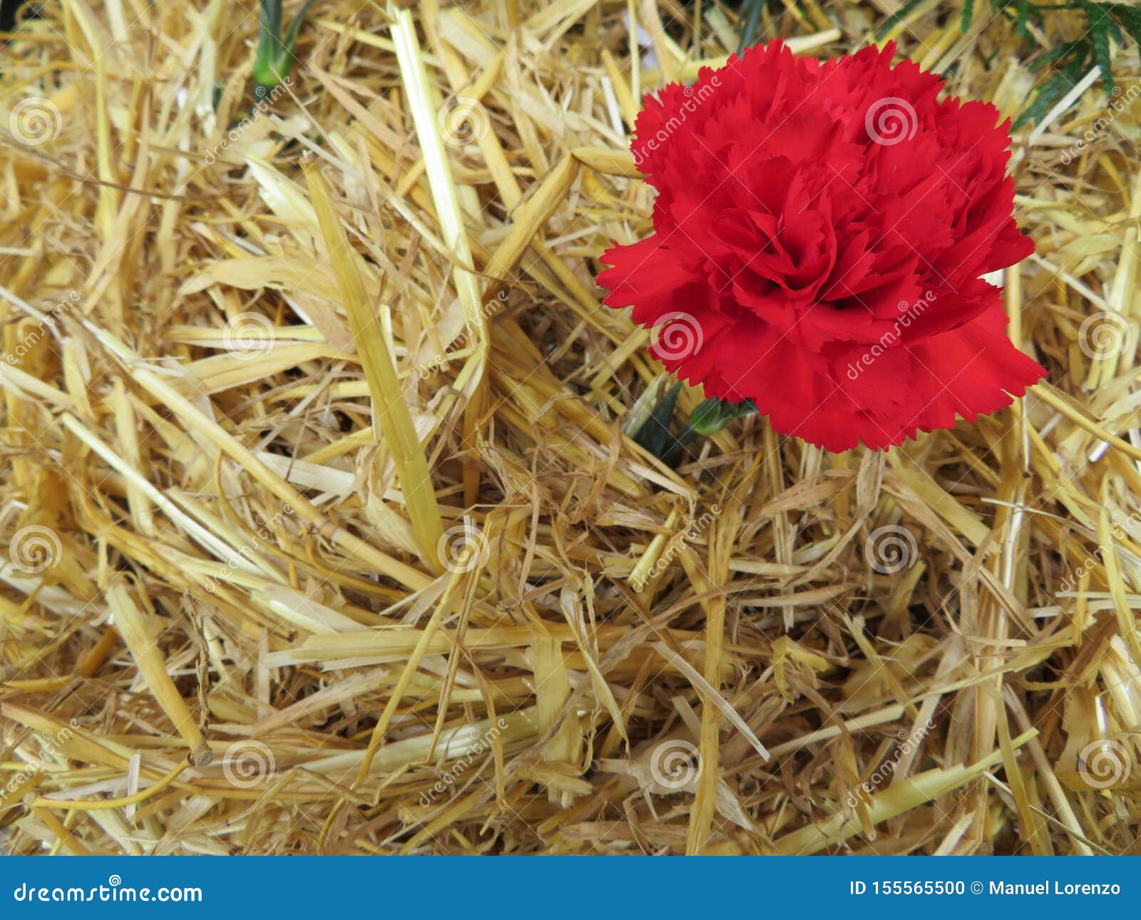 beautiful red flowers of nice color and great aroma tucked in straw