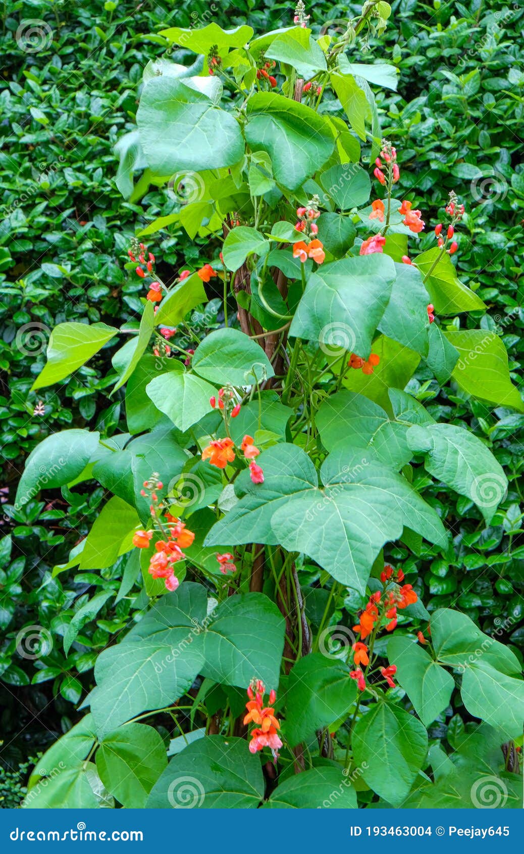 beautiful red flowers of runner beans stock photo - image of
