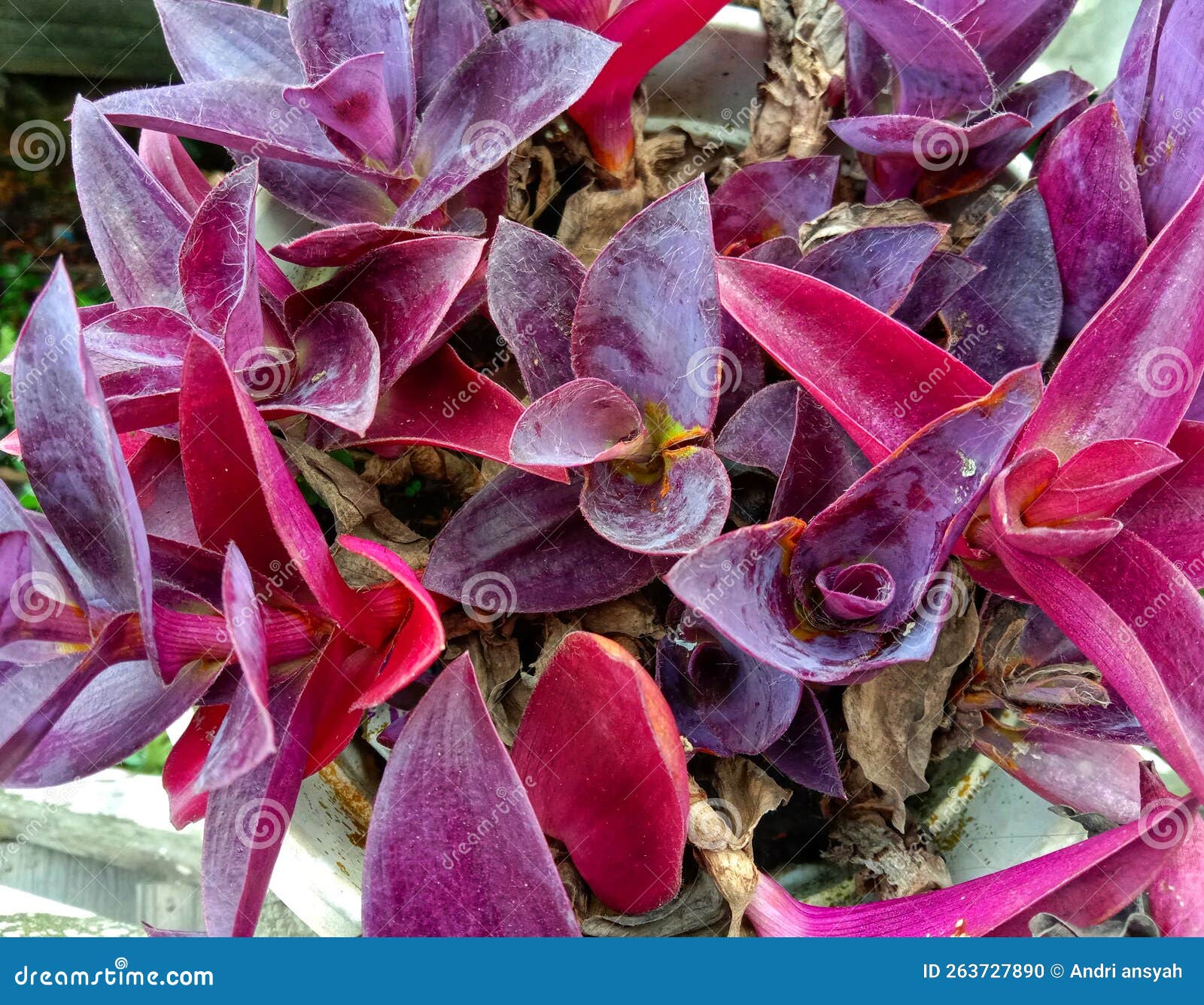 Beautiful Red Flowers Used for Decoration Stock Photo Image of flower