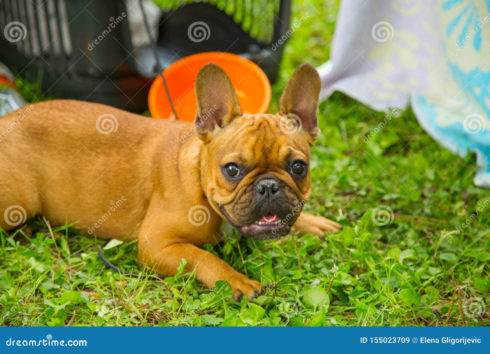 red frenchie puppies