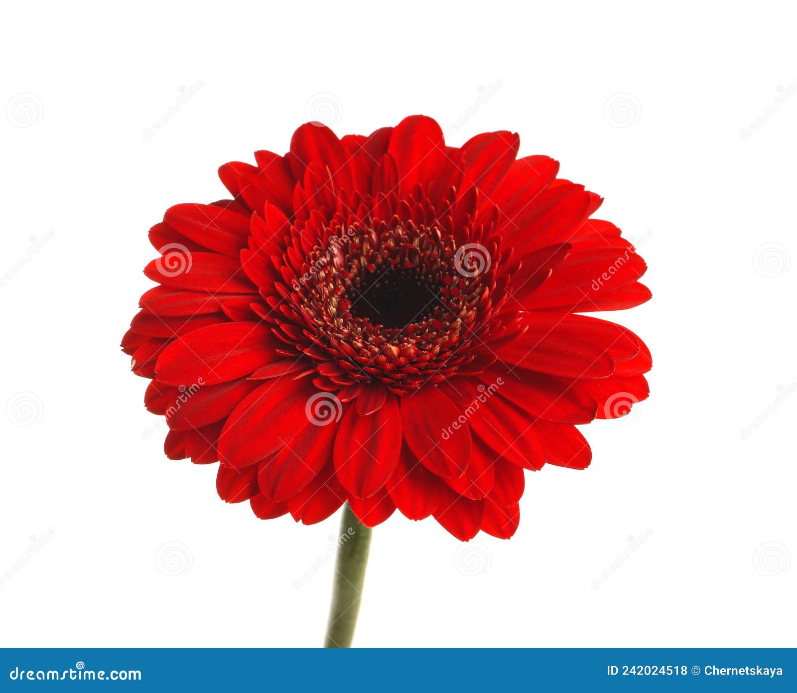 Beautiful Red Gerbera Flower on White Background Stock Photo - Image of ...