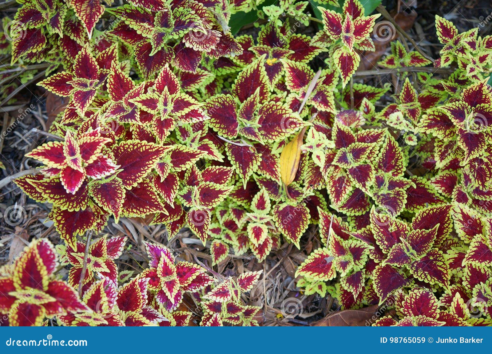 Beautiful Red and Green Leaves of Begonia Rex, Stock Image - Image of  flower, gardening: 98765059