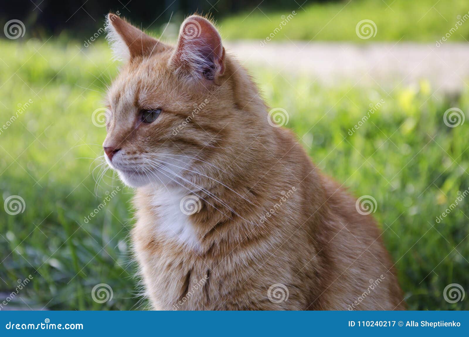 Beautiful red-haired cat stock image. Image of muzzle - 110240217