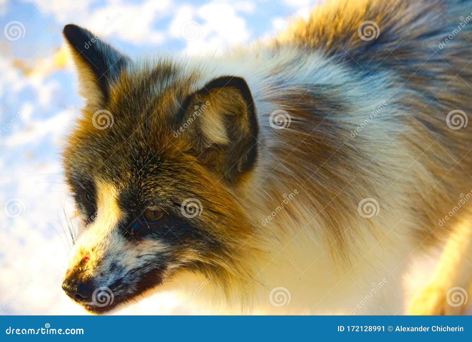 Beautiful Red-haired Fox With White Spots On A Winter ...