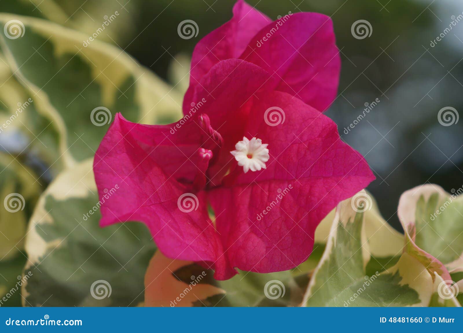 beautiful red hawaiian island flower
