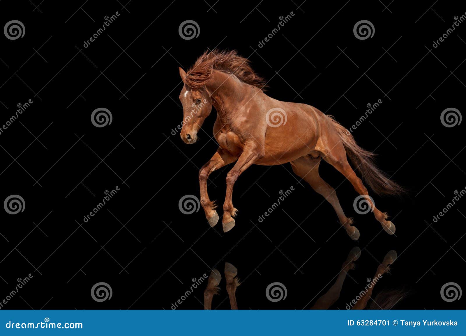 beautiful red horse galloping in a phase jump developing mane.