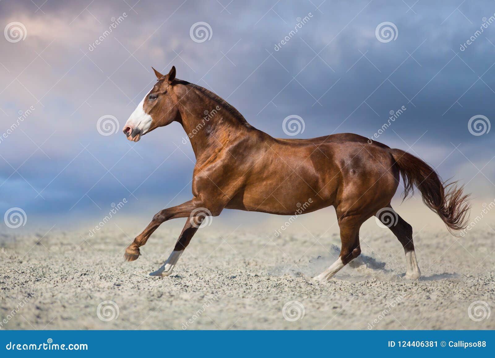 Ardennes horse on blue sky stock photo. Image of dray - 7500106