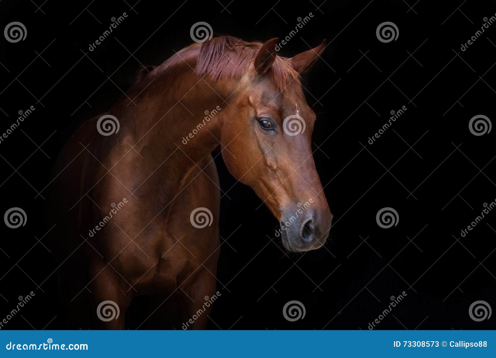 beautiful red horse portrait