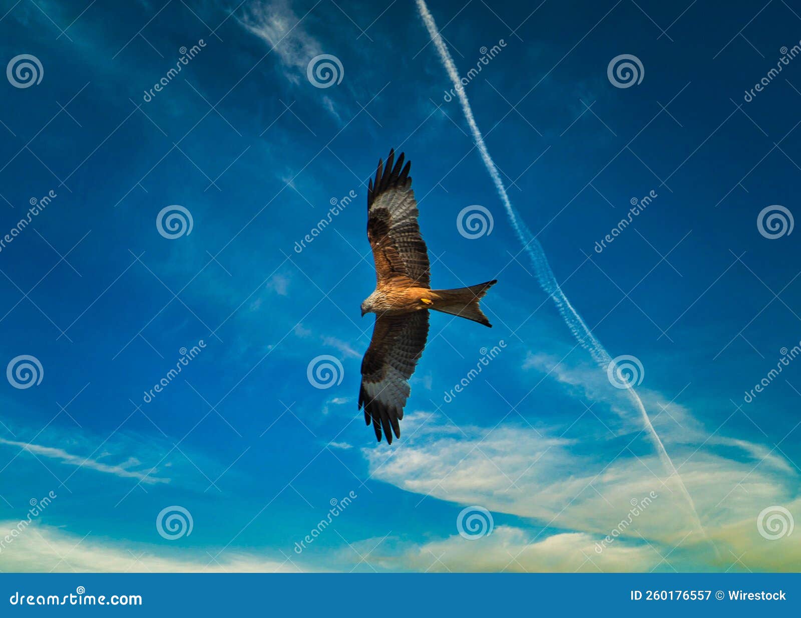 Beautiful Red Kite Flying High Against a Blue Cloudy Sky Stock Image Image of plumage, wild