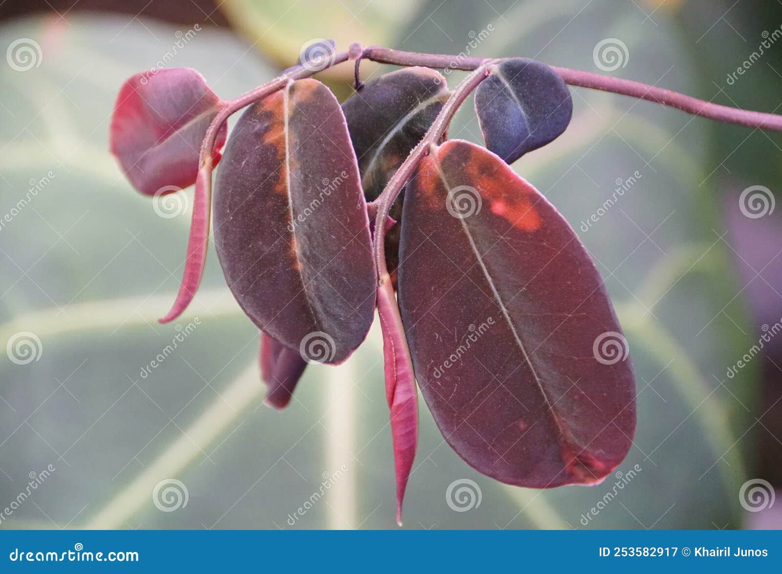 beautiful red leaves of marcgravia sp hoja morada