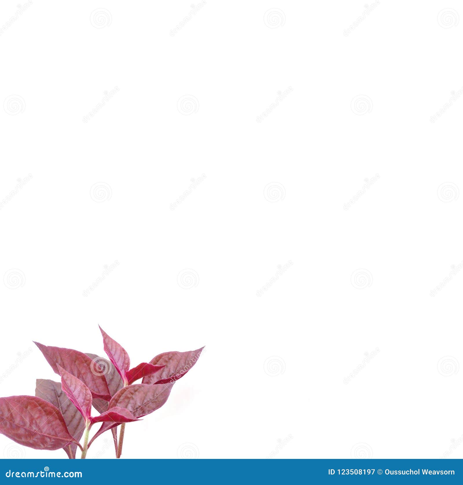 Beautiful Red Leaves on White Background Stock Image Image of leaf