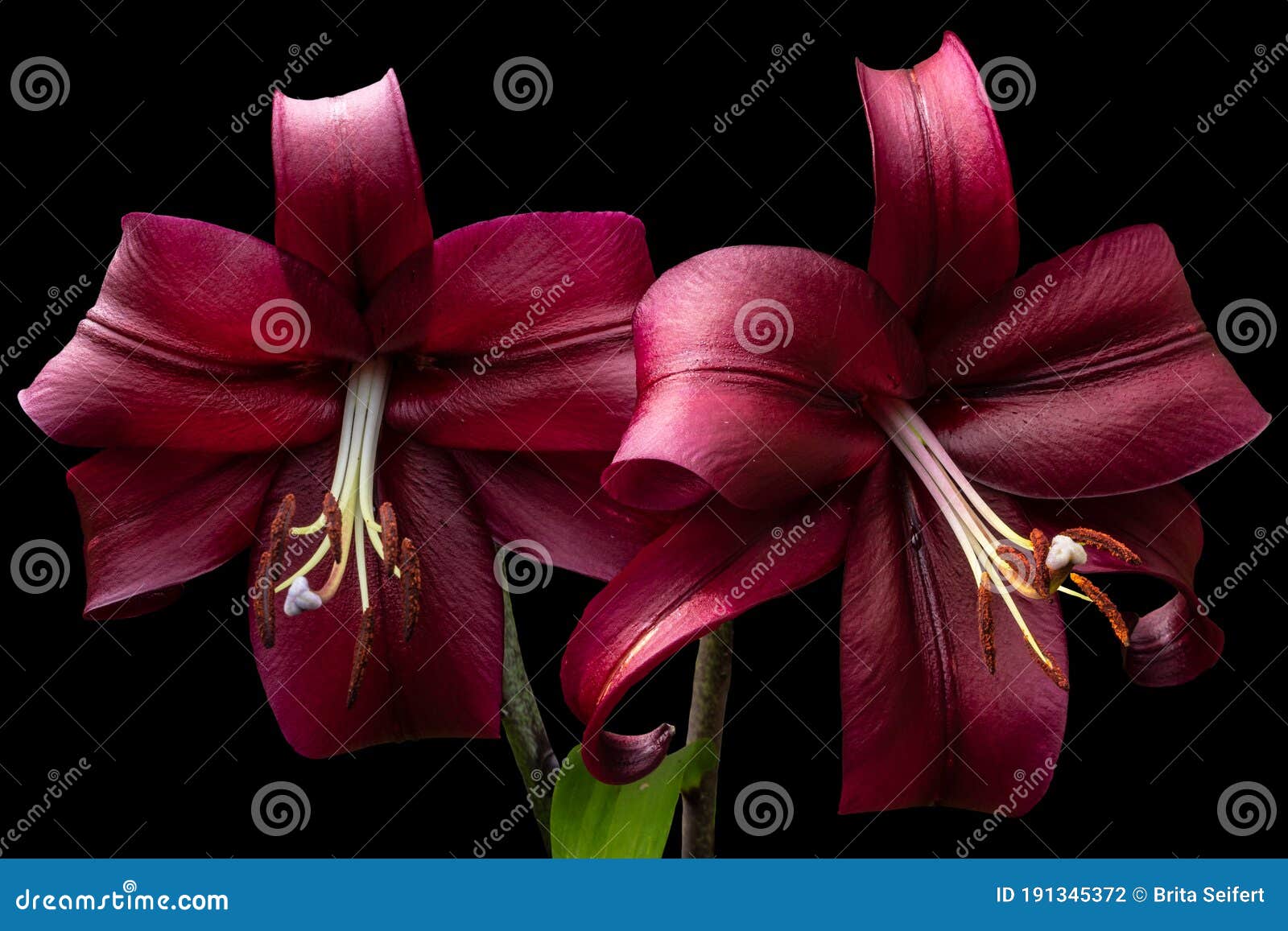 beautiful red lily flowers,  on black background. lily lilium hybrids flowers