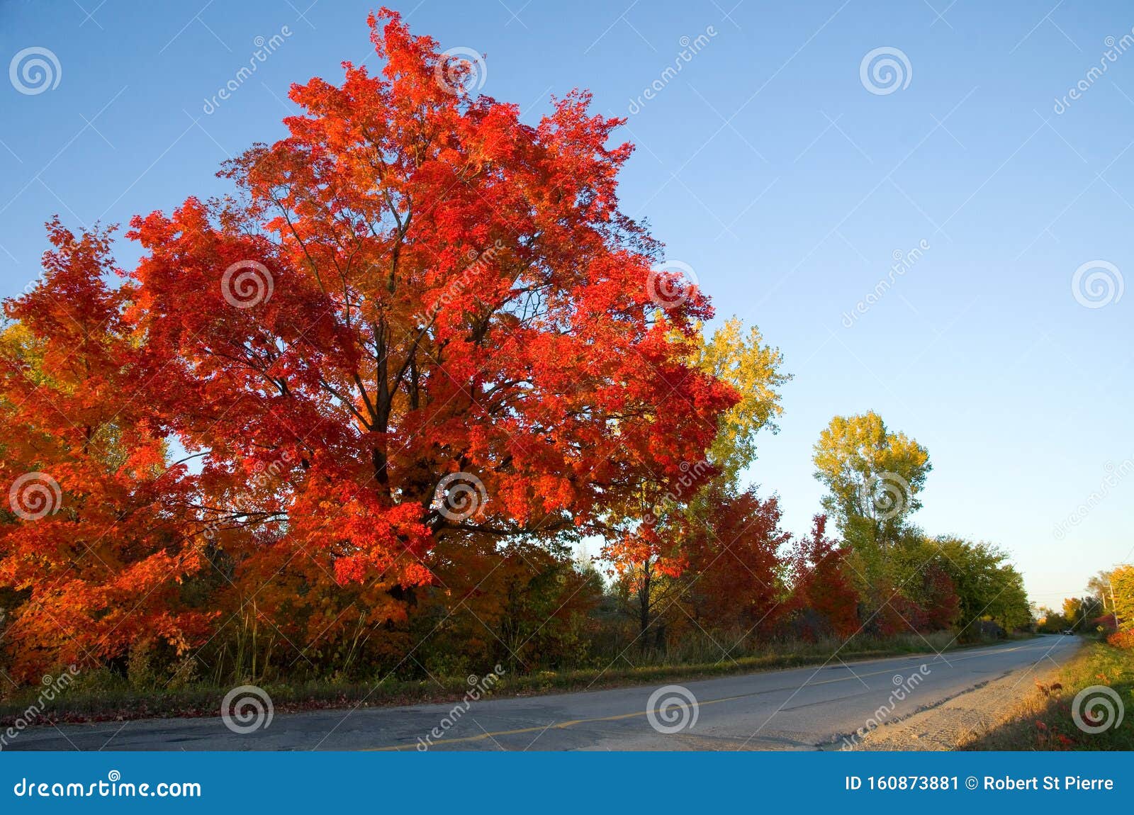 Beautiful Red Maple Tree on a Rural Road in Canada Stock Image Image