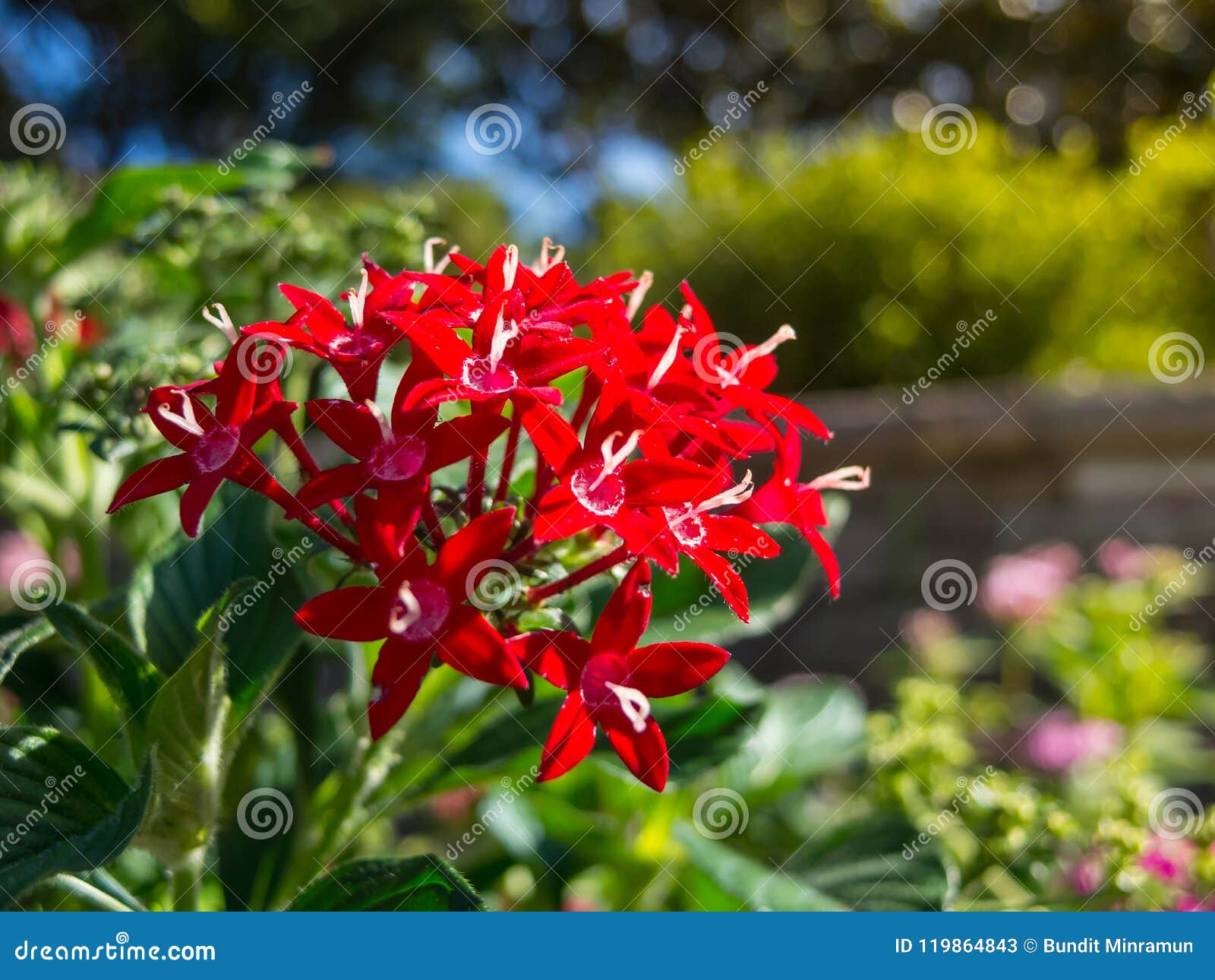 red pentas lanceolata lucky star in a summer at a botanical garden.