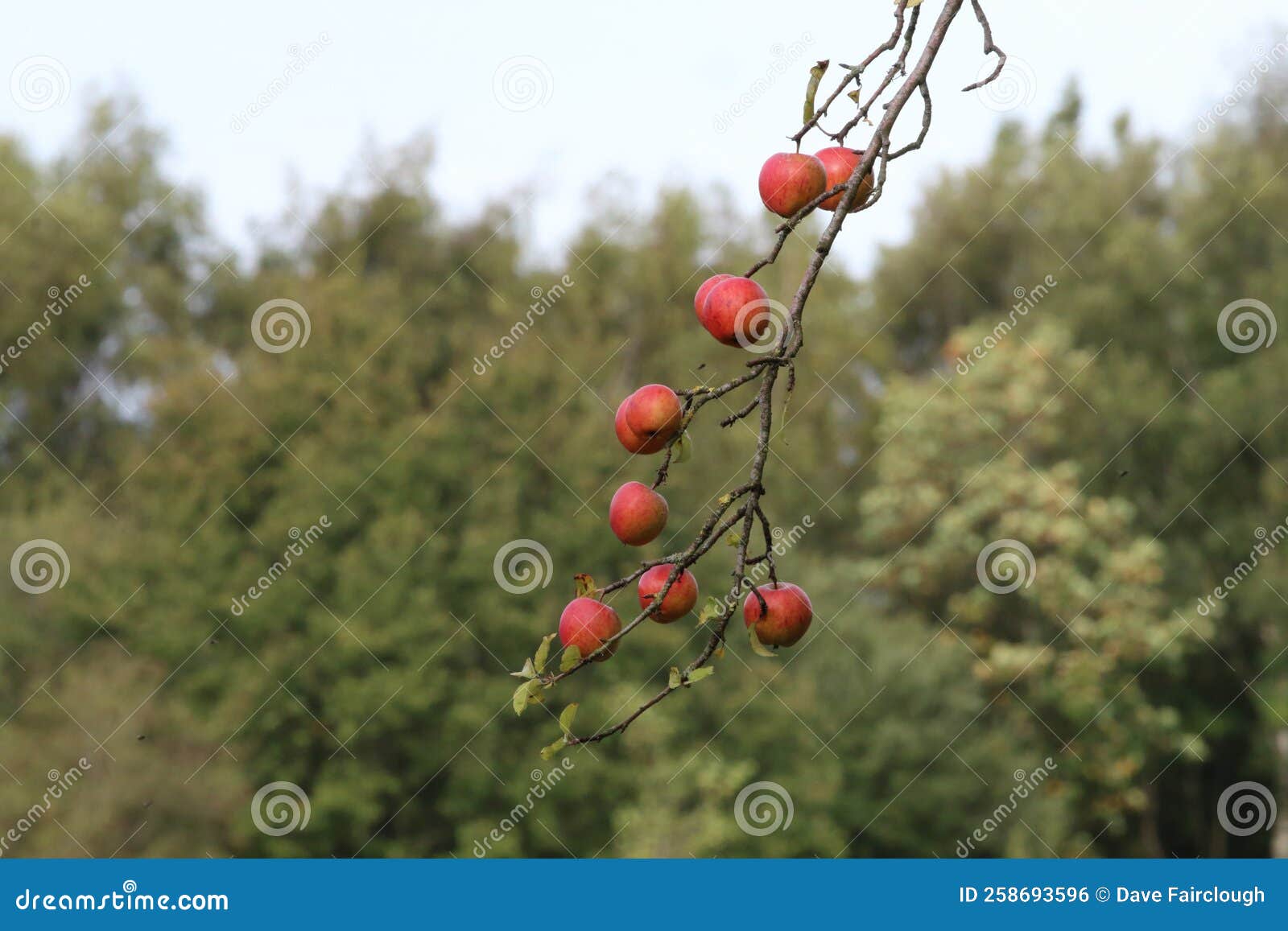 beautiful red and ripe applies growing from a tree