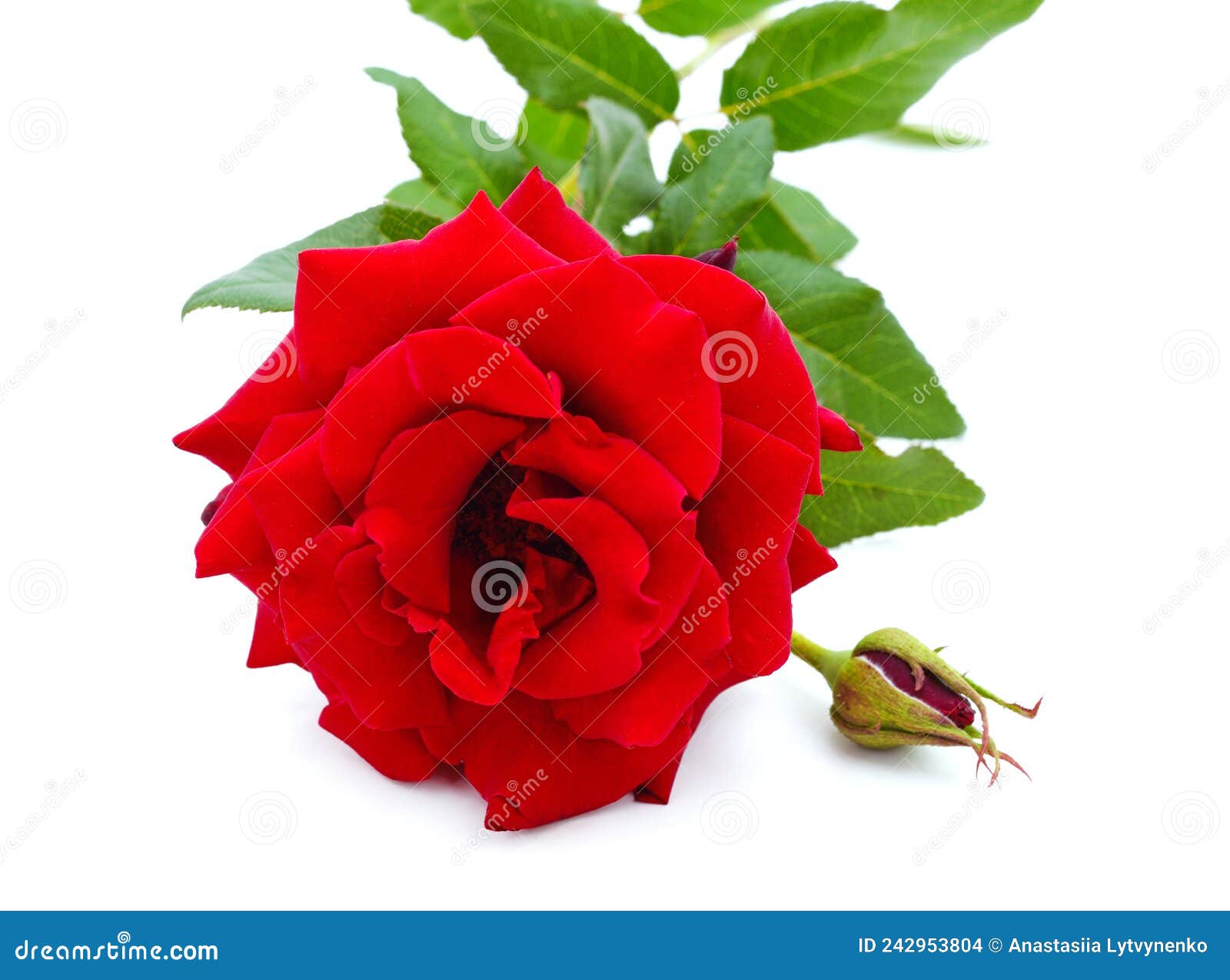 Beautiful red rose stock photo. Image of friendship - 242953804