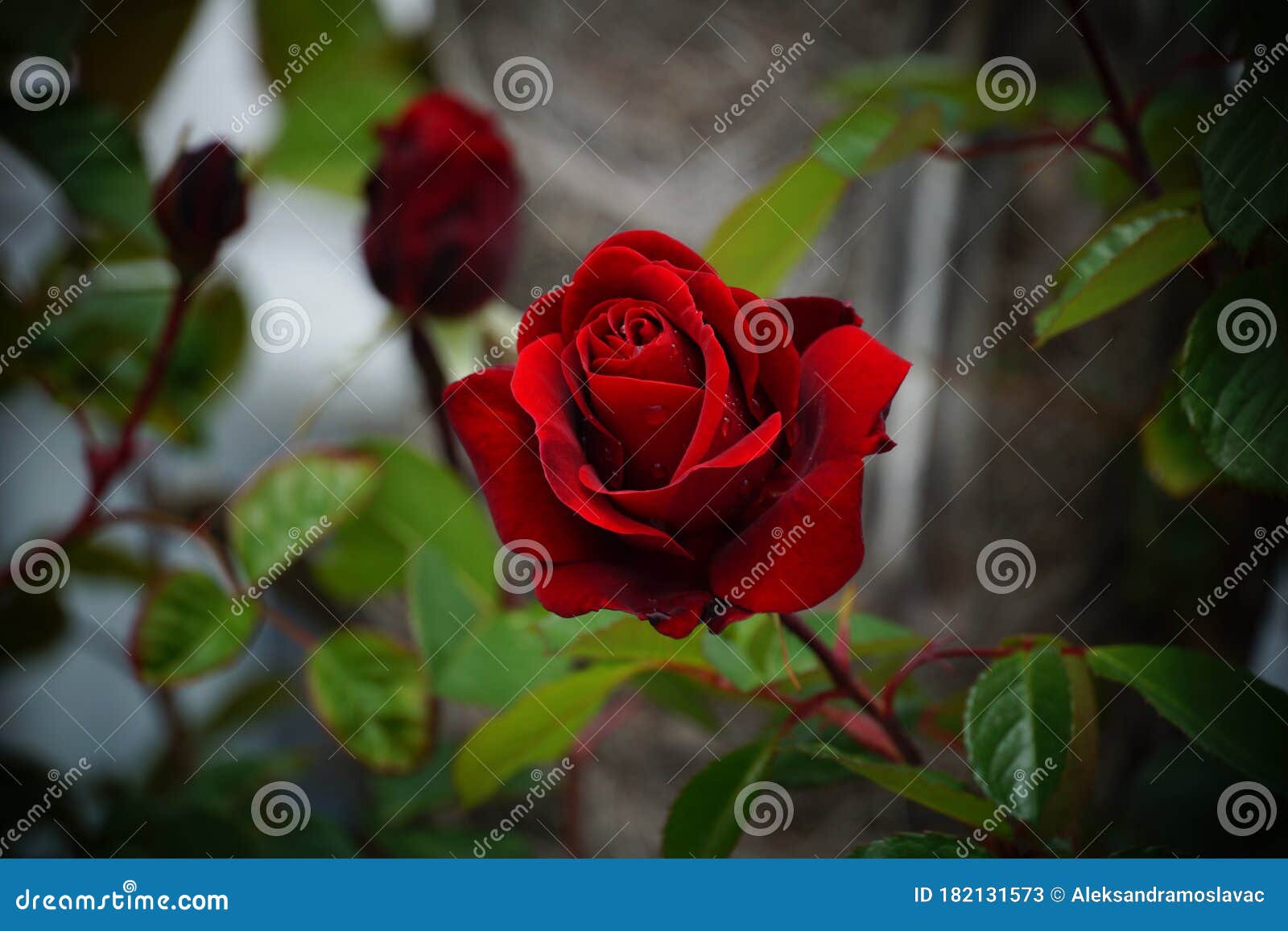 A Beautiful Red Rose in a Bud, in the Magical Atmosphere of a Rose ...