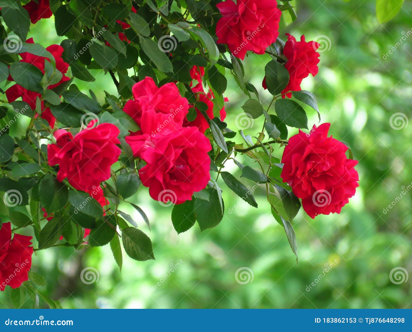 Hoa hồng đỏ đẹp: \