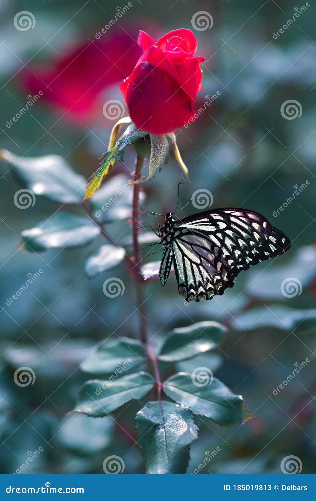 Beautiful Red Rose and Butterfly in Summer Garden. Stock Image ...