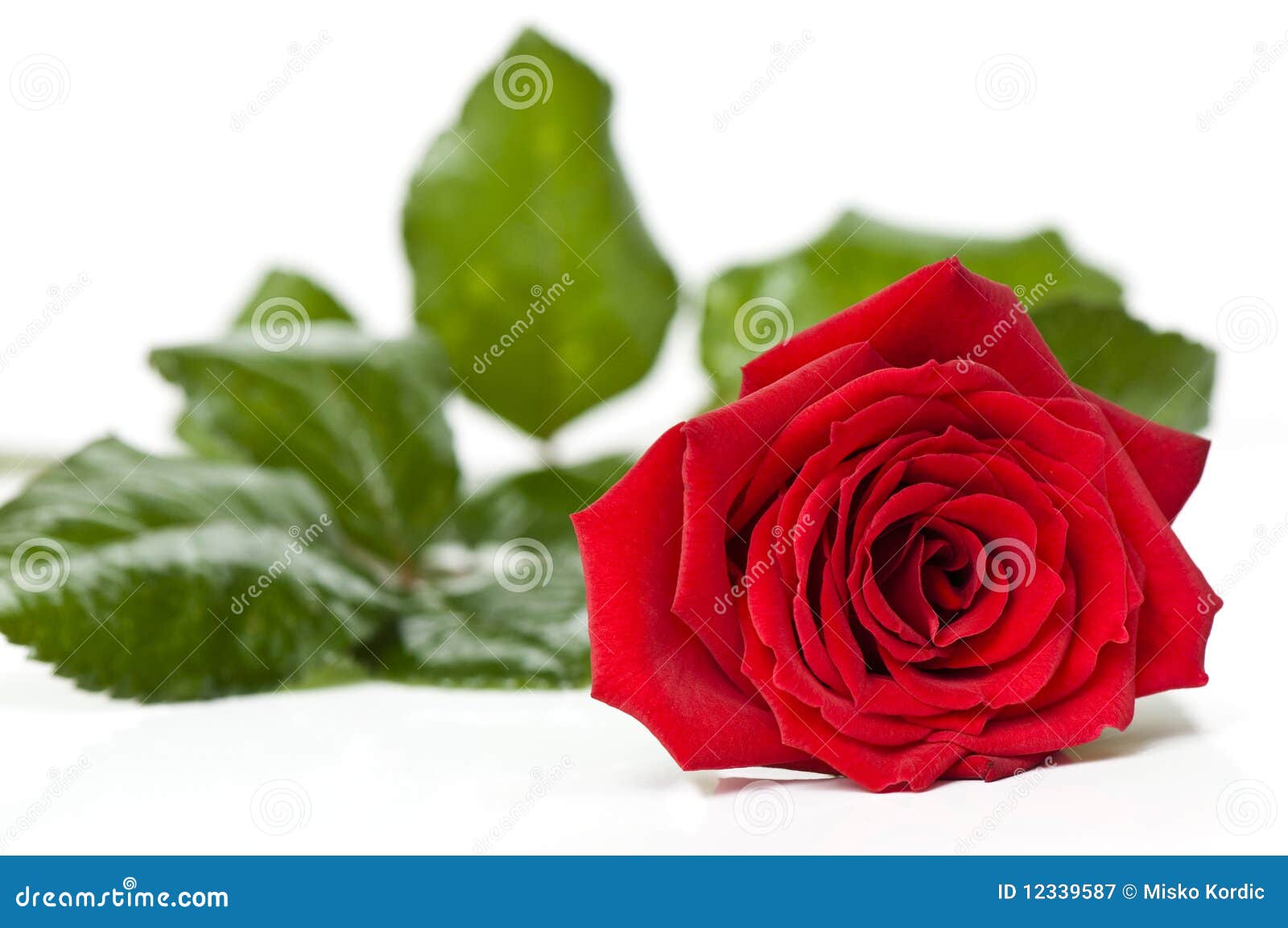 Beautiful Red Rose for Day Valentine As Gift Stock Image Image of