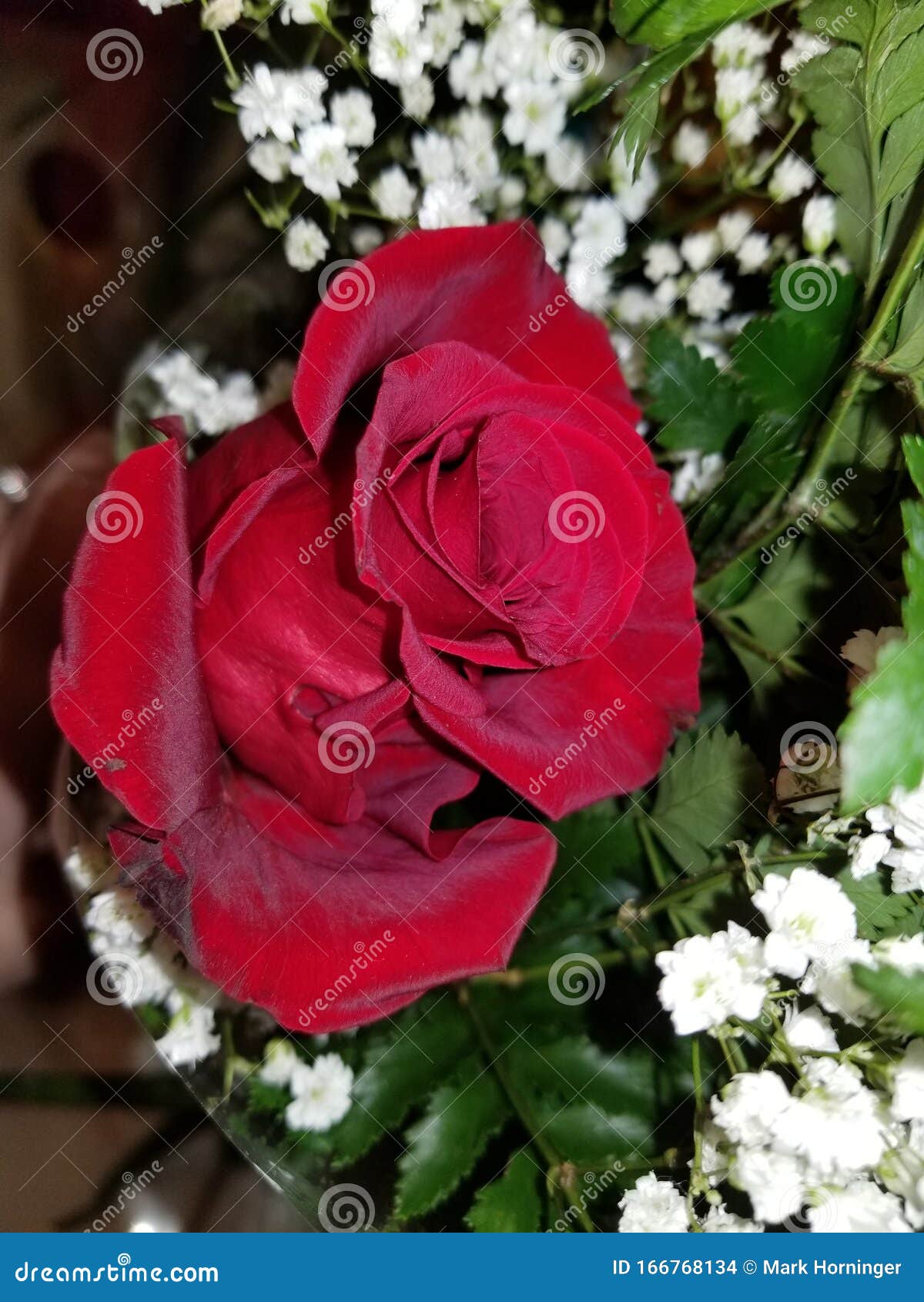 Beautiful Red Rose Flower Babys Breath Stock Photo Image of babys