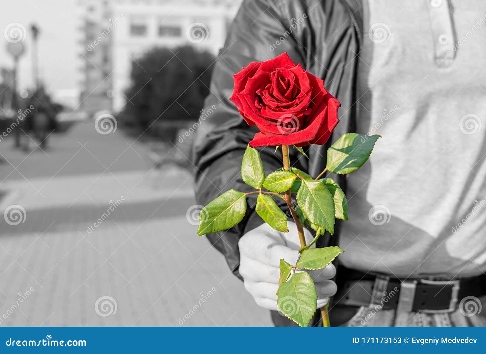 A Beautiful Red Rose Flower in a Man Hand Stock Image - Image of ...