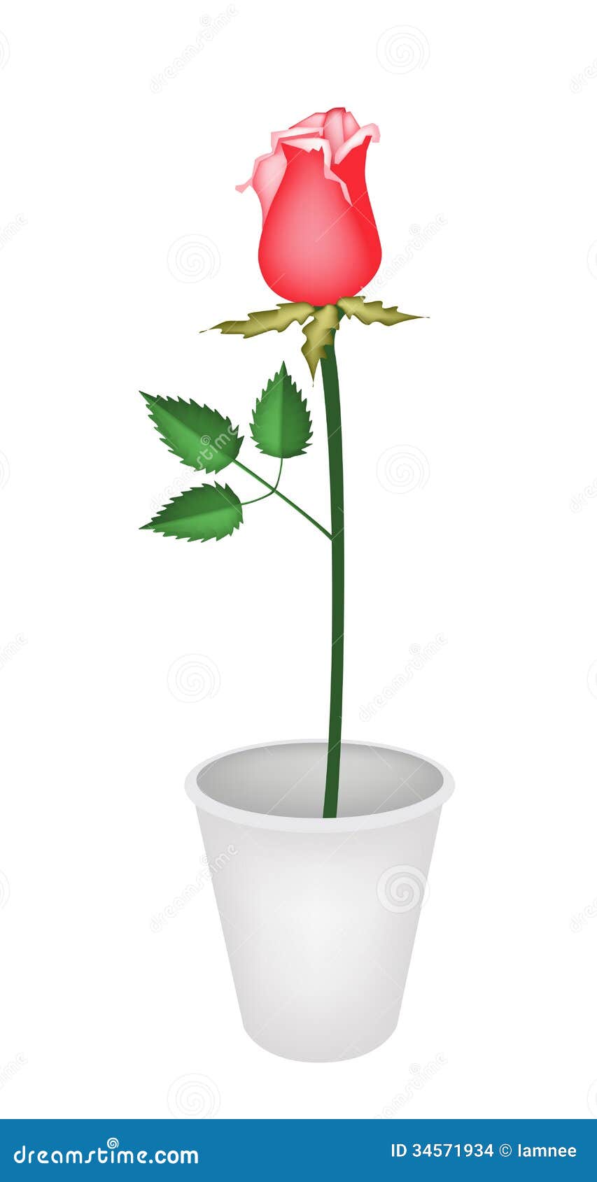 A Beautiful Red Rose In Flower Pot Stock Vector - Image: 34571934
