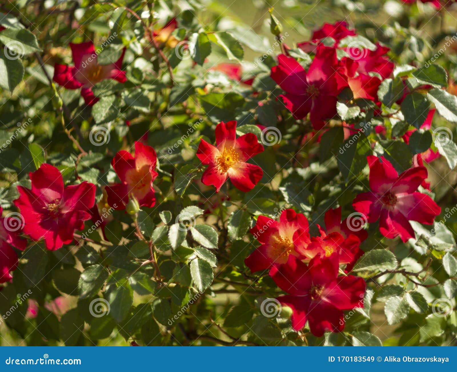 Beautiful Red Rose Flower on a Sunny Warm Day Stock Image - Image of ...