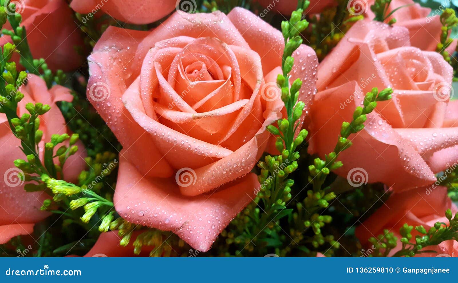 Beautiful Red Rose Flower for Valentines Day or Wedding Stock ...