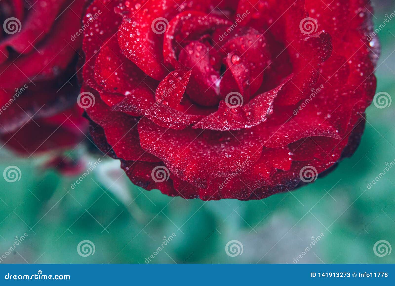 Beautiful Red Rose Flowers with Drops after Rain in Summer Time ...