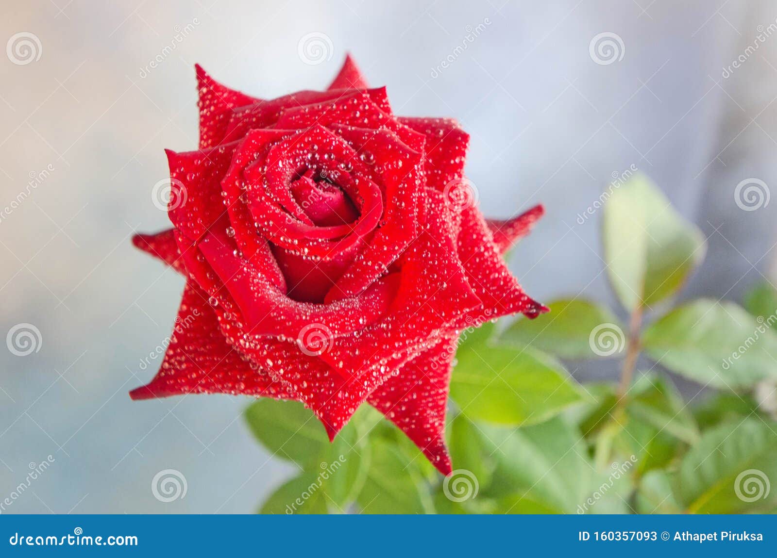 Beautiful Red Rose with Dew Drops Stock Image - Image of ...