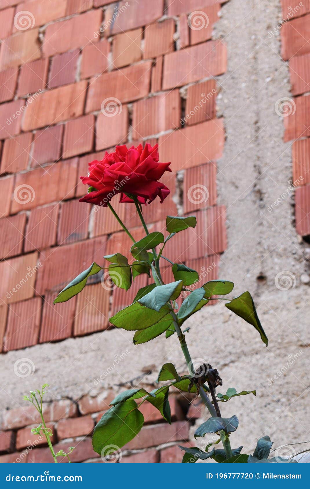 A Beautiful Red Rose in Front of a Bricked House Stock Photo ...