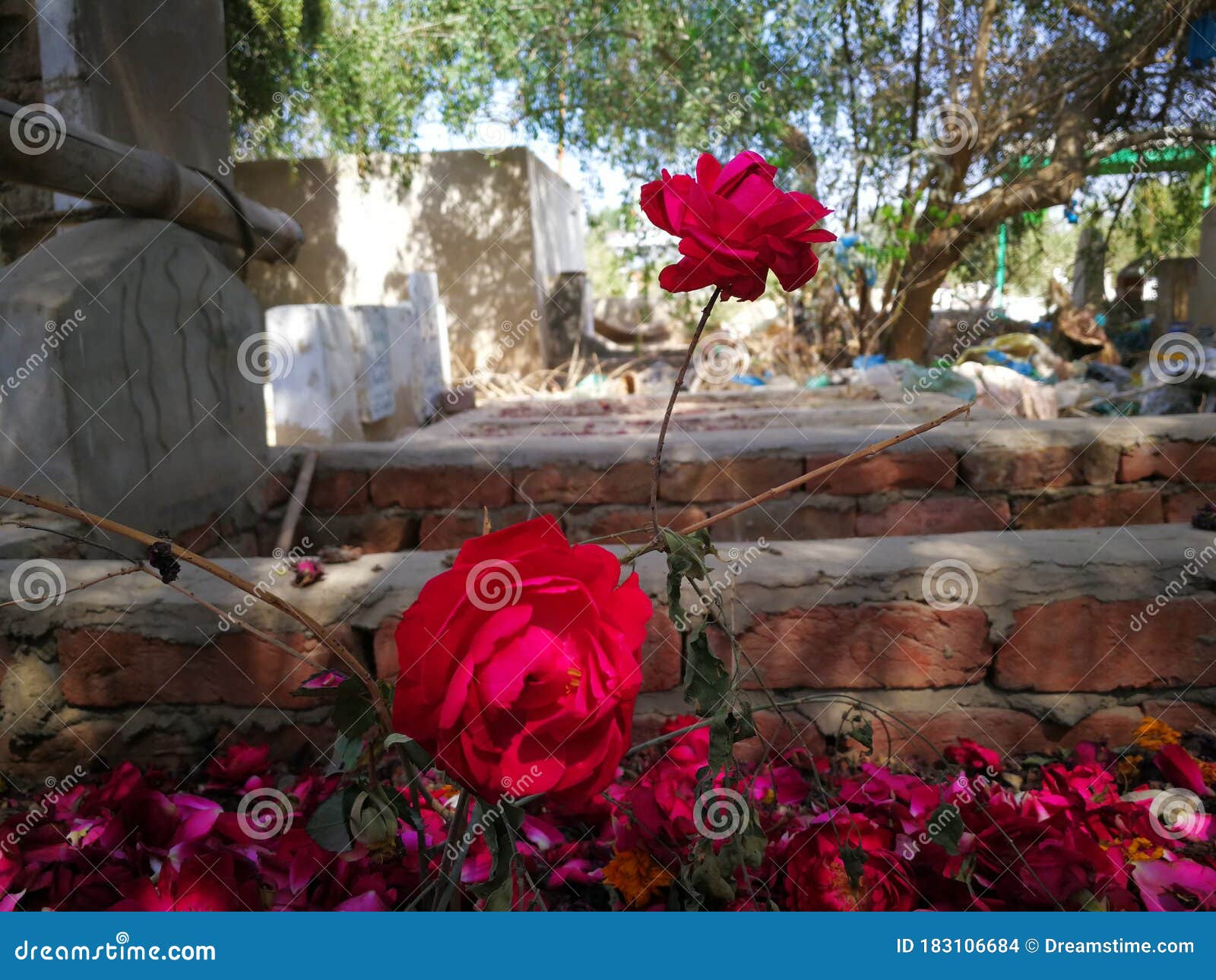 A Beautiful Red Rose on a Grave. Stock Photo Image of dress, sports