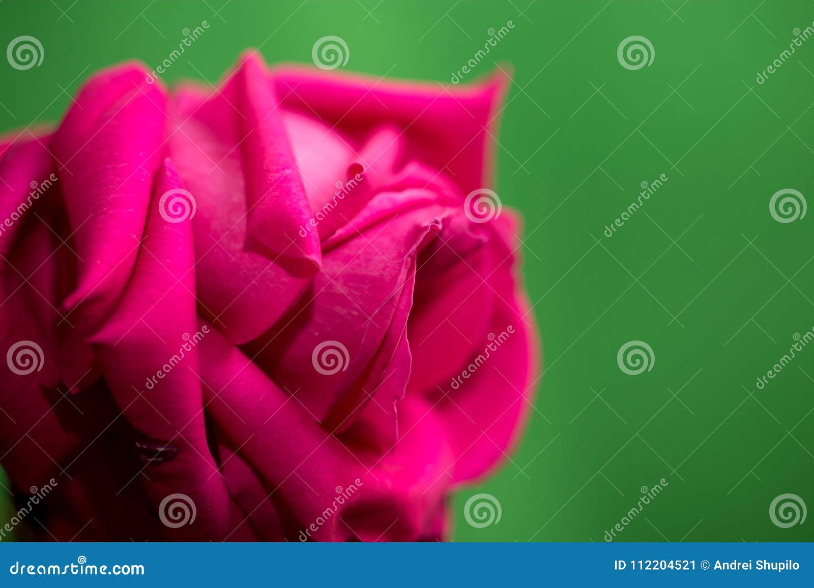 Beautiful Red Rose on a Green Background Stock Image Image of plant