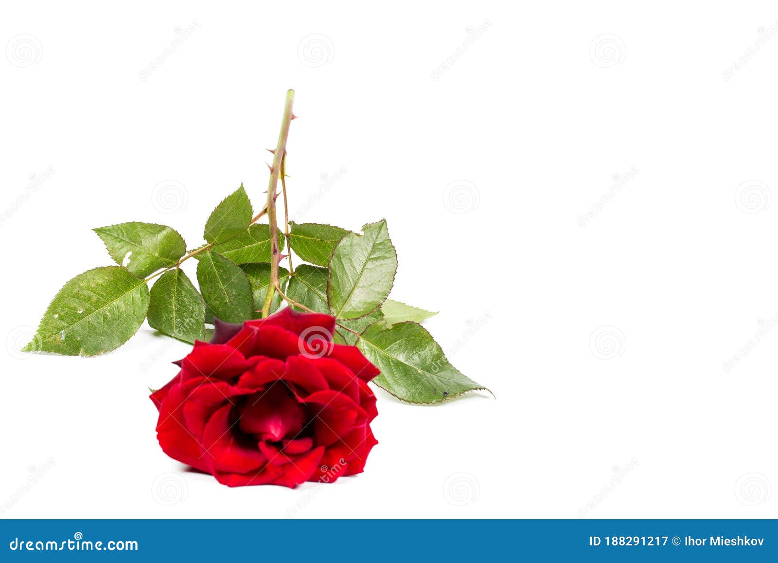Beautiful Red Rose with Green Leaves on a White Background, for Gift or ...