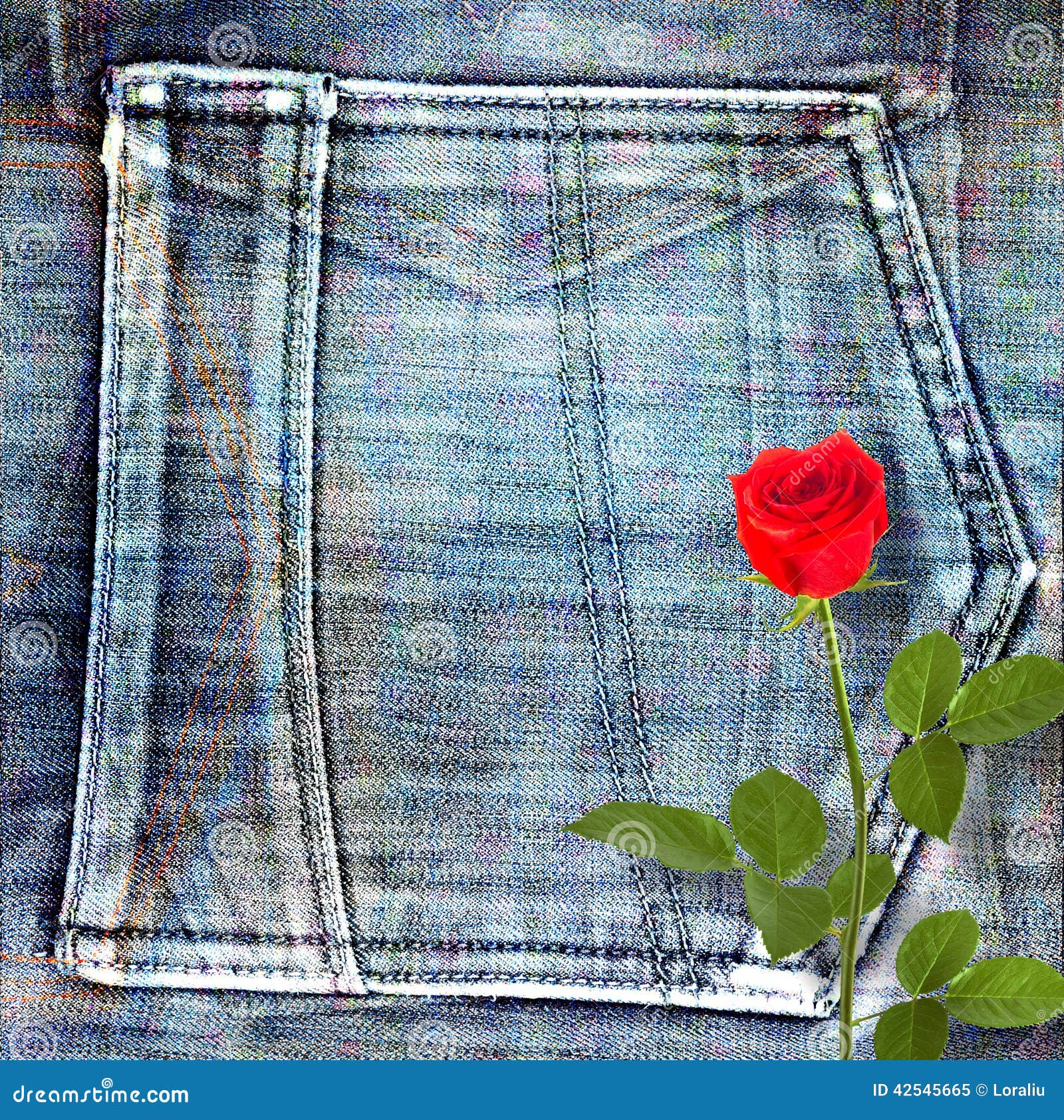Beautiful Red Rose on Jeans Background Stock Image Image of cotton