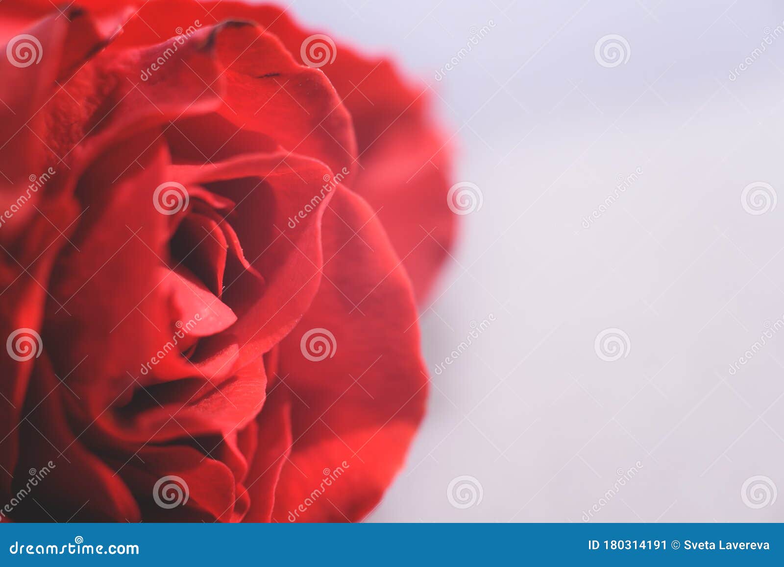 A Beautiful Red Rose on the Light Background Stock Image Image of