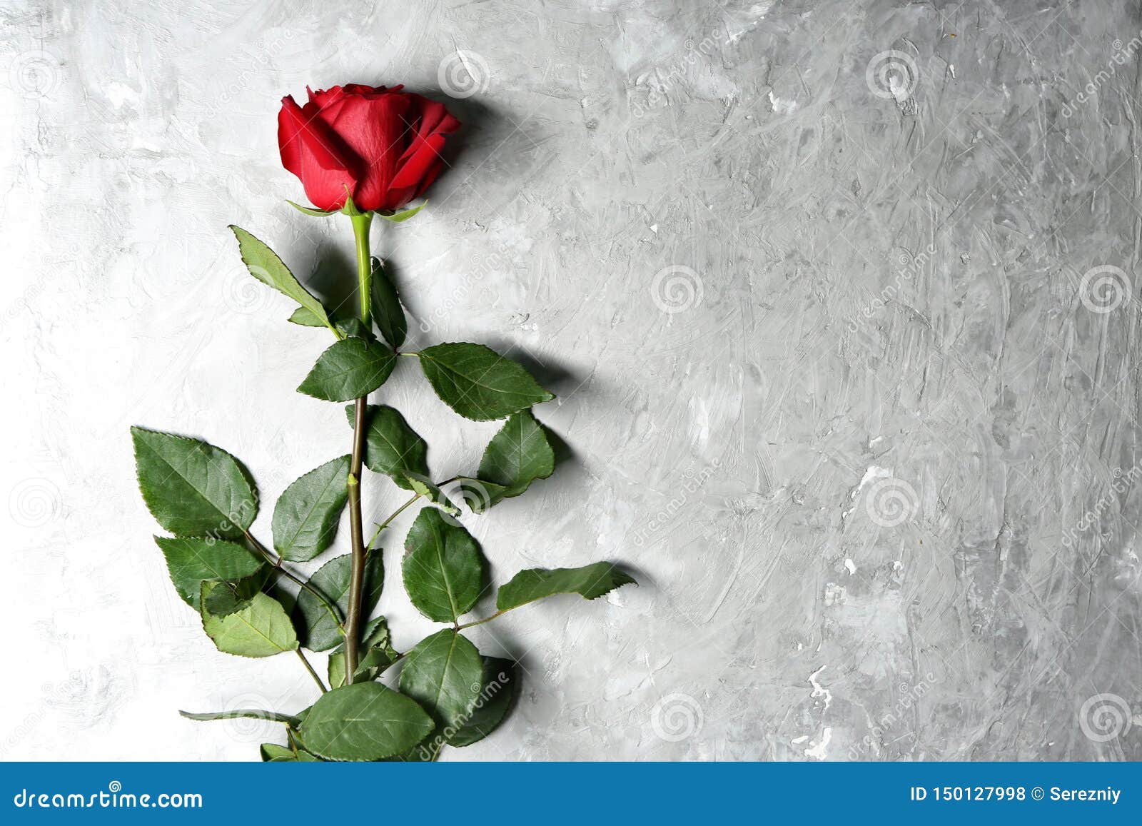 Beautiful Red Rose on Light Textured Background Stock Photo Image of