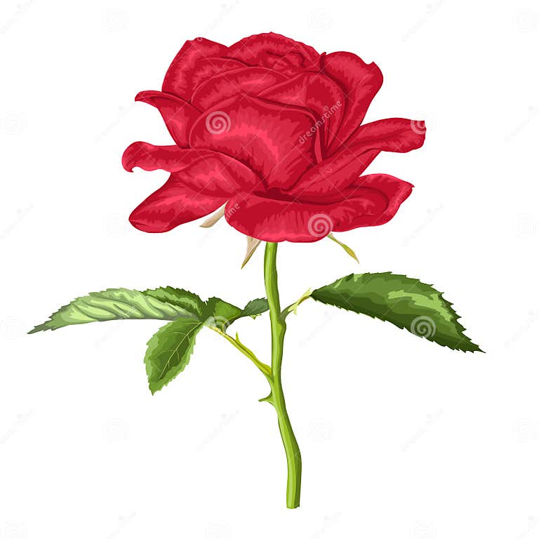 Beautiful Red Rose with Long Stem and Leaves with the Effect of a ...