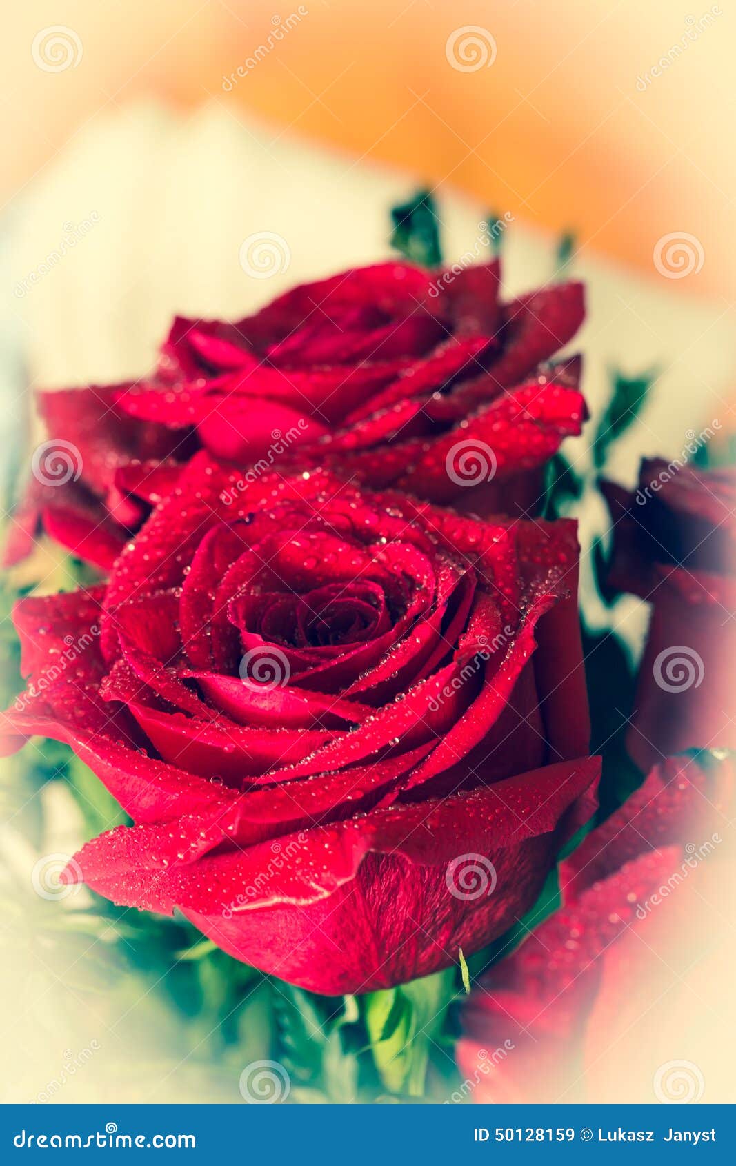 Beautiful Red Rose Macro Shot Close Up. Valentines Day Stock Image ...