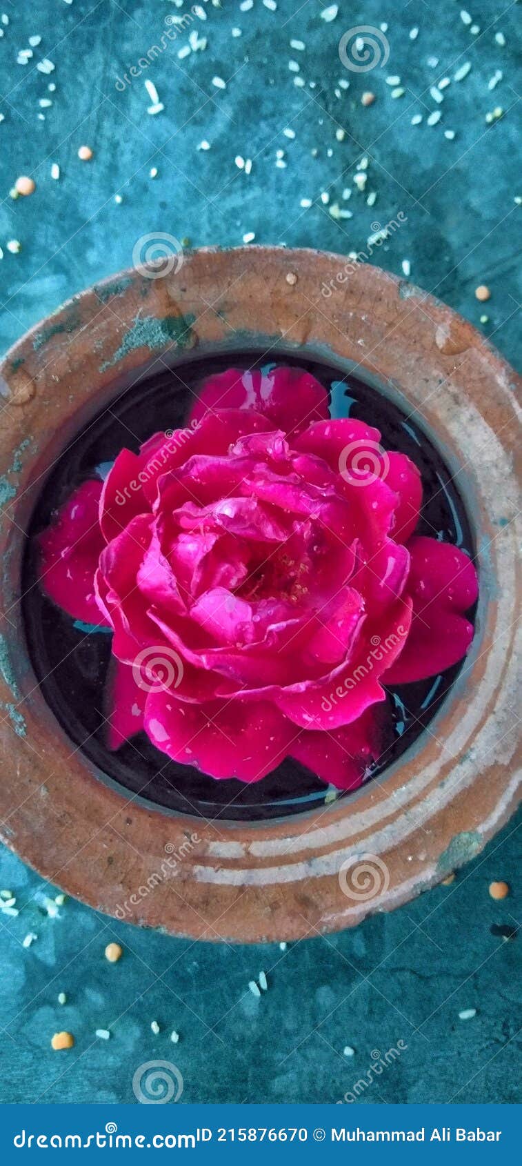 This Beautiful Red Rose Mobile Phone Wallpaper Stock Photo Image of